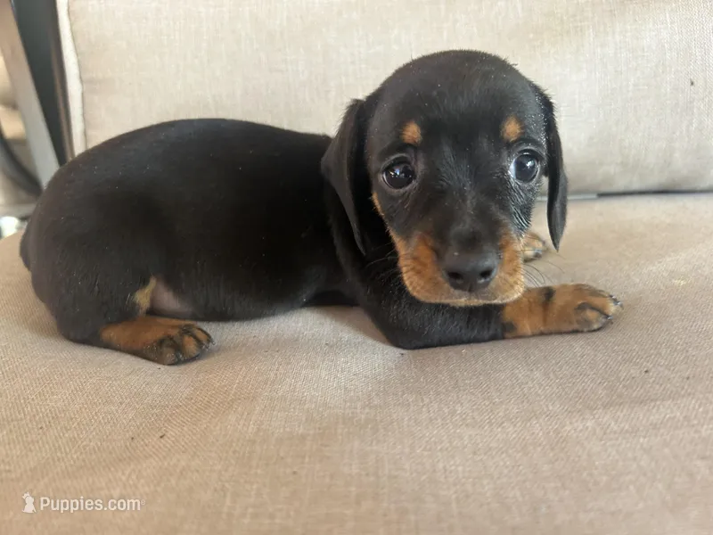 Blacky – Miniature Dachshund puppy for sale in Venus, FL