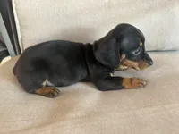 Blacky, a female Miniature Dachshund for sale in Venus, FL – Photo 6 of 6