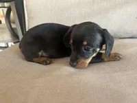 Blacky, a female Miniature Dachshund for sale in Venus, FL – Photo 3 of 6