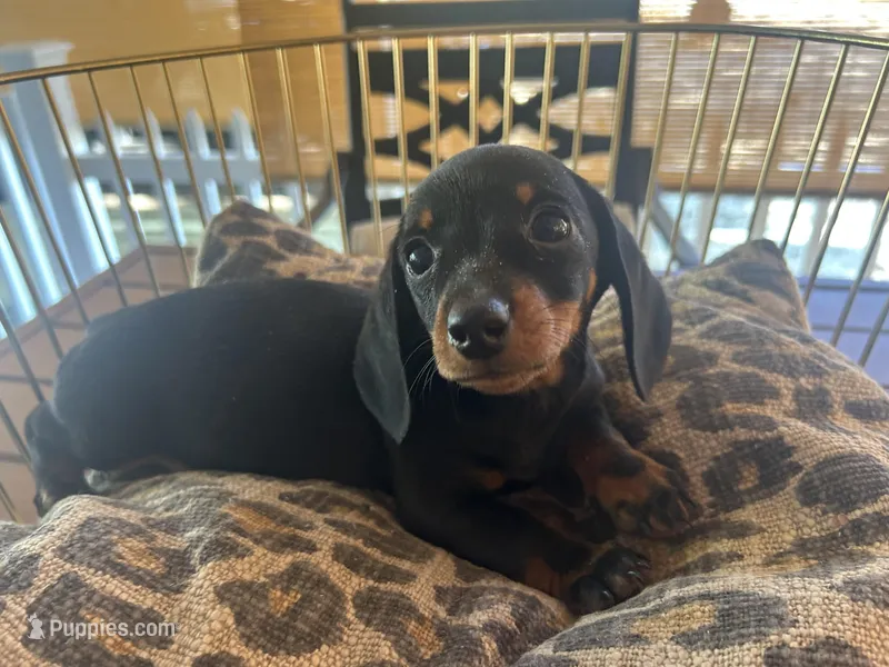 Blacky – Miniature Dachshund puppy for sale in Venus, FL