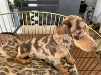 Baby, a female Miniature Dachshund for sale in Venus, FL – 8 of 9