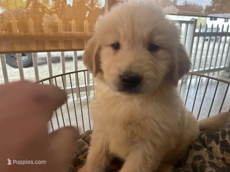 Simba, a male Golden Retriever for sale in Venus, FL – Photo 1 of 7
