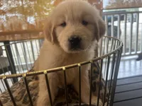 Simba, a male Golden Retriever for sale in Venus, FL – Photo 2 of 7