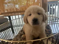 Simba, a male Golden Retriever for sale in Venus, FL – Photo 5 of 7