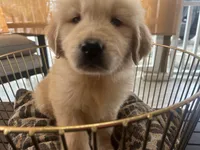 Simba, a male Golden Retriever for sale in Venus, FL – Photo 6 of 7