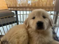 Simba, a male Golden Retriever for sale in Venus, FL – Photo 3 of 7
