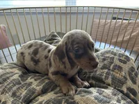 Candy, a female Miniature Dachshund for sale in Venus, FL – Photo 7 of 10