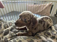 Candy, a female Miniature Dachshund for sale in Venus, FL – Photo 9 of 10