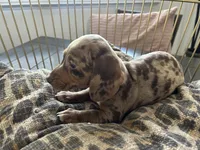 Candy, a female Miniature Dachshund for sale in Venus, FL – Photo 6 of 10