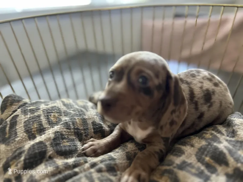 Candy – Miniature Dachshund puppy for sale in Venus, FL