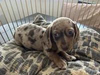 Candy, a female Miniature Dachshund for sale in Venus, FL – Photo 8 of 10