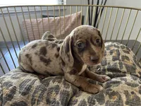 Candy, a female Miniature Dachshund for sale in Venus, FL – Photo 10 of 10
