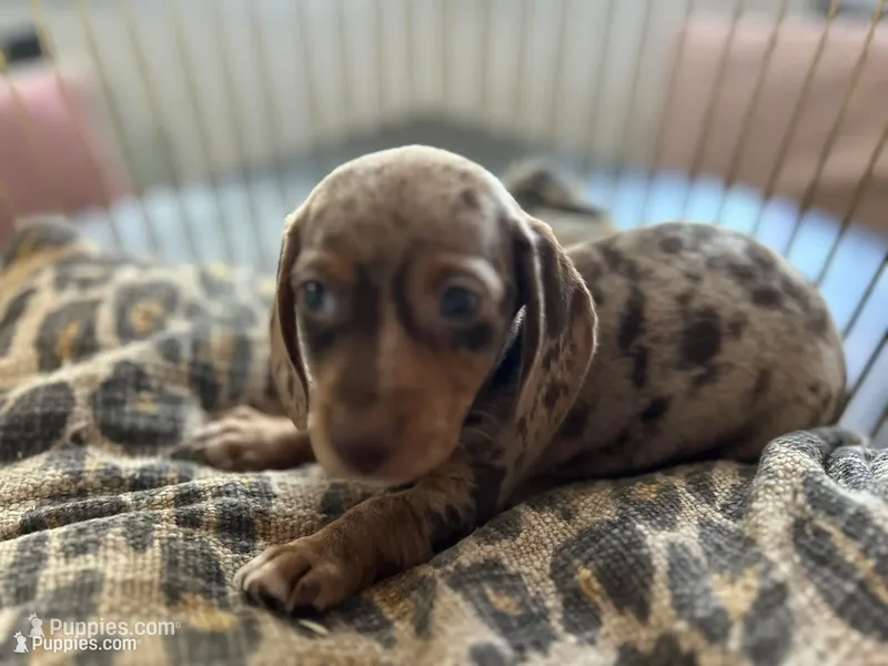 Candy – Miniature Dachshund puppy for sale in Venus, FL
