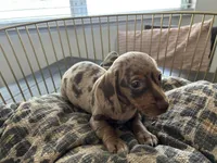 Candy, a female Miniature Dachshund for sale in Venus, FL – Photo 5 of 10