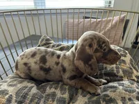 Candy, a female Miniature Dachshund for sale in Venus, FL – Photo 4 of 10