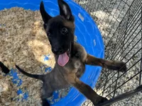 Luther, a male Belgian Malinois for sale in Venus, FL – 3 of 10