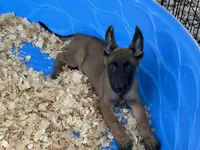 Roly, a male Belgian Malinois for sale in Venus, FL – 6 of 9