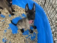 Luke, a male Belgian Malinois for sale in Venus, FL – 8 of 8