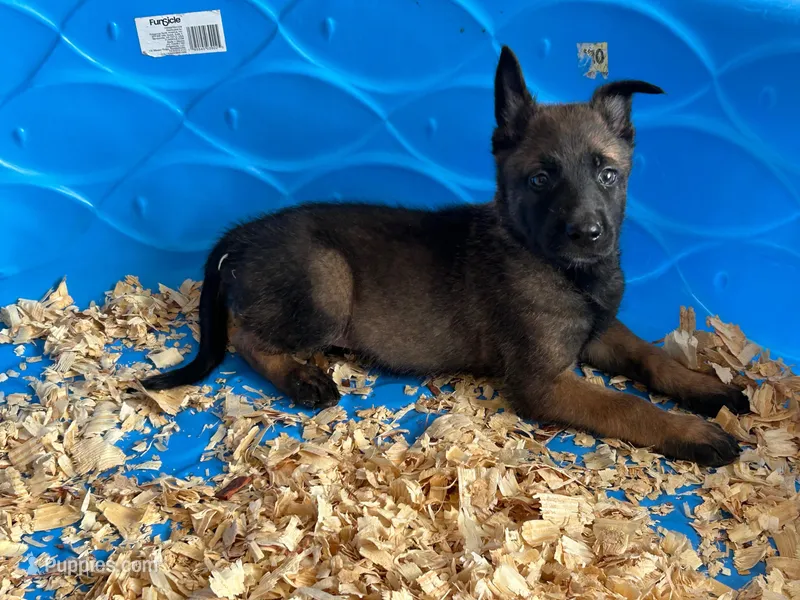 Luther – Belgian Malinois puppy for sale in Venus, FL