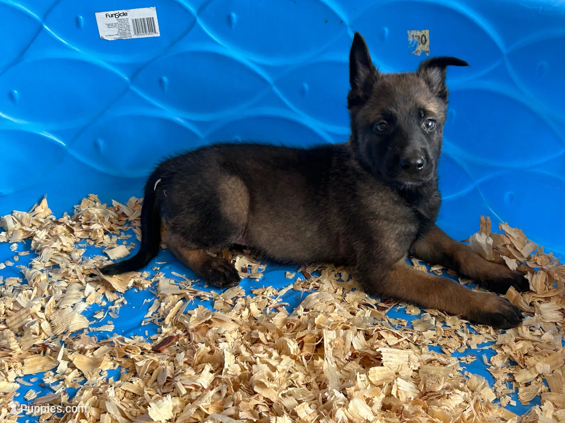 Luther, a male Belgian Malinois for sale in Venus, FL – Photo 1 of 9