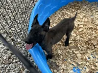 Drako, a male Belgian Malinois for sale in Venus, FL – 3 of 10