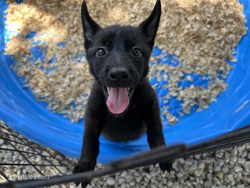 Athena – Belgian Malinois puppy for sale in Venus, FL