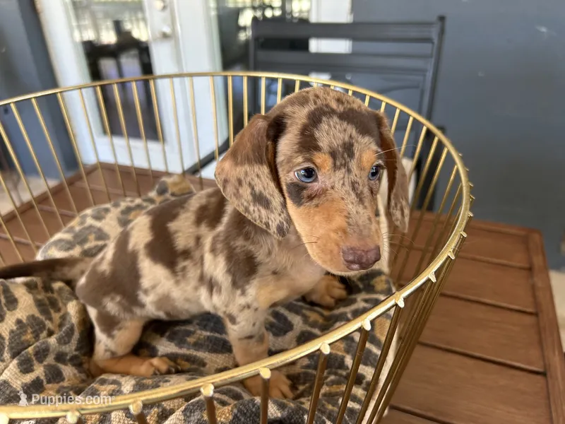 Baby – Miniature Dachshund puppy for sale in Venus, FL