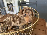 Baby, a female Miniature Dachshund for sale in Venus, FL – 6 of 9