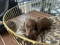 Calvin, a male Miniature Dachshund for sale in Venus, FL – 8 of 9
