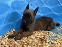 Luke, a male Belgian Malinois for sale in Venus, FL – Photo 5 of 10