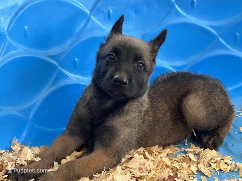 Luke, a male Belgian Malinois for sale in Venus, FL – Photo 1 of 10