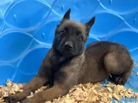 Luke, a male Belgian Malinois for sale in Venus, FL – Photo 1 of 10