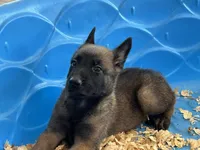Luke, a male Belgian Malinois for sale in Venus, FL – Photo 8 of 10