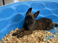 Luke, a male Belgian Malinois for sale in Venus, FL – Photo 4 of 10