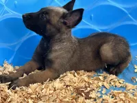 Luke, a male Belgian Malinois for sale in Venus, FL – Photo 10 of 10