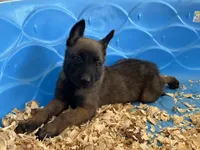 Luke, a male Belgian Malinois for sale in Venus, FL – Photo 6 of 10