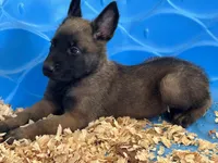Luke, a male Belgian Malinois for sale in Venus, FL – Photo 3 of 10