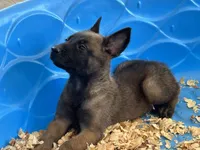 Luke, a male Belgian Malinois for sale in Venus, FL – Photo 9 of 10