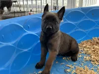 Luke, a male Belgian Malinois for sale in Venus, FL – Photo 7 of 10