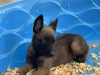 Luke, a male Belgian Malinois for sale in Venus, FL – Photo 2 of 10