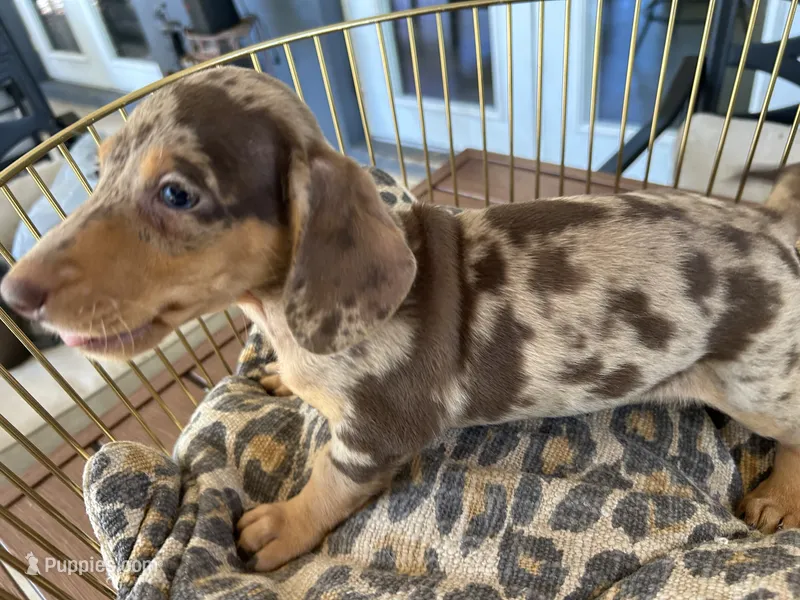 Baby – Miniature Dachshund puppy for sale in Venus, FL