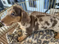 Baby, a female Miniature Dachshund for sale in Venus, FL – 1 of 9