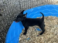 Eva, a female Belgian Malinois for sale in Venus, FL – 3 of 9