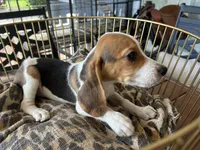 Snoopy, a male Beagle for sale in Venus, FL – 7 of 9