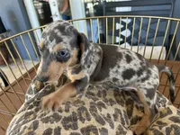 Blue, a male Miniature Dachshund for sale in Venus, FL – 7 of 10