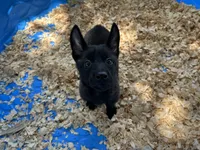 Athena, a female Belgian Malinois for sale in Venus, FL – 6 of 9