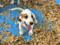 Charlie , a male Beagle for sale in Venus, FL – 6 of 7