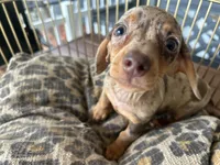 Chelsea , a female Miniature Dachshund for sale in Venus, FL – 3 of 10