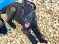 Luke, a male Belgian Malinois for sale in Venus, FL – 4 of 8