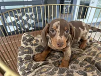 Marvin , a male Miniature Dachshund for sale in Venus, FL – 6 of 10